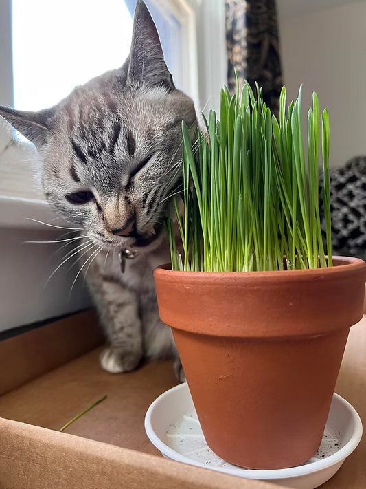Natural potted Cat Grass