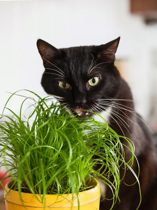 Box of Natural potted Cat Grass (10)