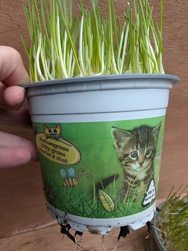 Natural potted Cat Grass
