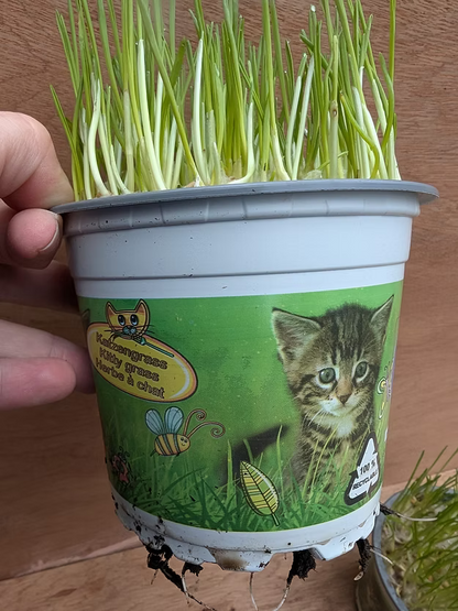 Natural potted Cat Grass
