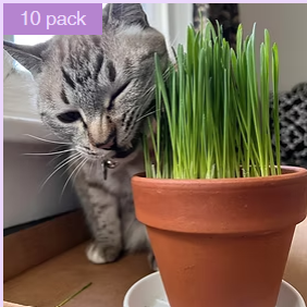 Box of Natural potted Cat Grass (10)